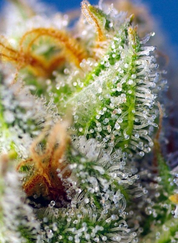 crystal-candy-f1-fast-version-3-EXTREMADURA