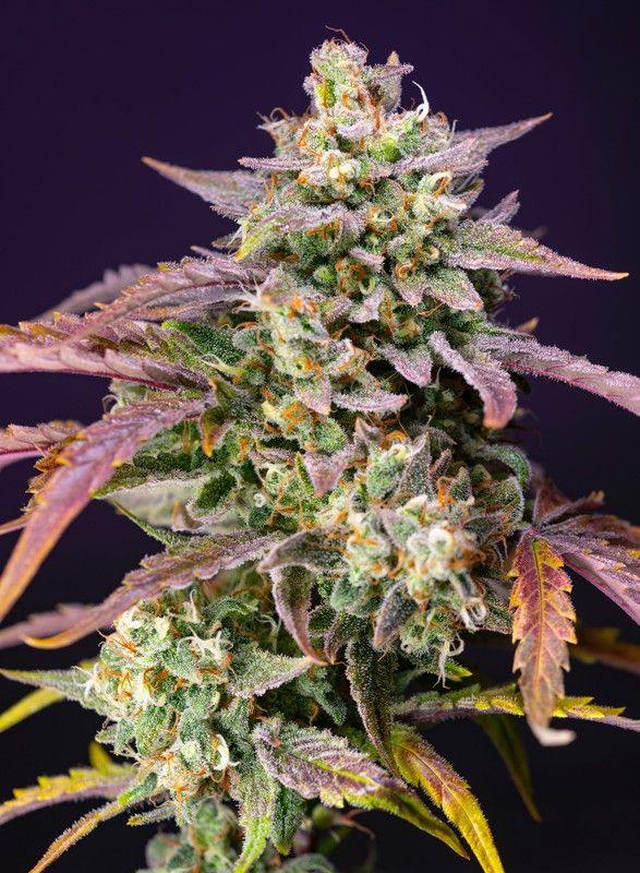purple-punch-og-xl-auto-1-EXTREMADURA