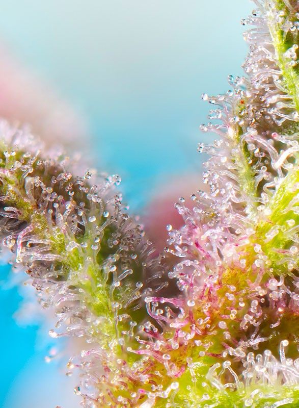 purple-punch-og-xl-auto-2-EXTREMADURA