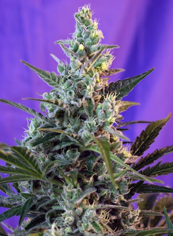 sweet-skunk-f1-fast-version-1-EXTREMADURA