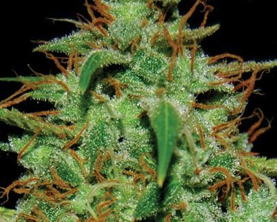 White Widow #17 Producción: Media/Alta. Floración: 63-65 días en interior/primera semana de octubre en exterior.