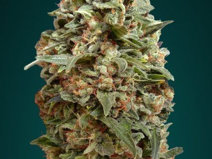 Híbrido Indica / Sativa. Planta de estructura robusta y muy productiva,