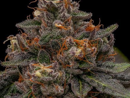 La cepa Korenji de Ripper Seeds, es el fruto de un cruce entre Radical Juice (una combinación de Tropicana Cookies y Runtz) y Kmintz (resultado de fusionar Zkittlez con Kush Mints). Esta variedad poli híbrida exhibe lo mejor de ambos linajes.