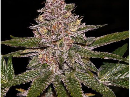 Los terpenos más radicales los traen Radical Juice. En este cruce de Tropicana Cookies x Runtz, encontrareis una mezcla de fuertes terpenos afrutados siguiendo hype de los últimos años.