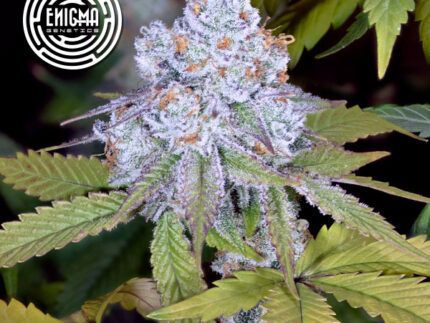 Dosidos Sherbert - Enigma Genetics DosiDos Sherbert es la unión perfecta entre Sunset Sherbert x Dosidos, dos titanes de la genética californiana. Estas semillas de marihuana feminizadas producen cogollos ultra resinosos con niveles de THC que superan el 25%. ✔️ Aroma kush dulce y afrutado sobre potente fondo gaseoso. ✔️ Efecto sedante y corporal, ideal para el descanso total. ✔️ Explosión de resina, perfecta para extracciones de calidad.