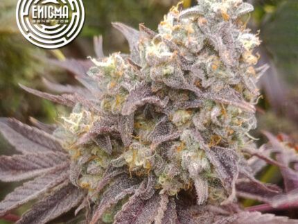 Forbidden Sherbert - Enigma Genetics Forbidden Sherbert desafía los sentidos con su explosivo perfil terpénico y una potencia índica arrolladora. Este híbrido de Sunset Sherbert x Forbidden Fruit brilla con cogollos densos y resinosos con un THC del 23%. Su estructura compacta y su rápida floración la convierten en una elección infalible para cultivadores que buscan rendimientos óptimos sin complicaciones. ✔️ Aroma vibrante de fresa madura, mandarina y cítricos verdes. ✔️ Floración rápida, lista en 60 días en interior. ✔️ Producción abundante con cogollos ultra resinosos. ✔️ Efecto potente y equilibrado, ideal para relajación sin pesadez