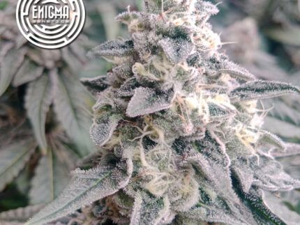 LA Wedding Pop - Enigma Genetics Las semillas de marihuana feminizadas L.A Wedding Pop nacen del cruce de Sunset Sherbert y L.A Wedding Pop, dando como resultado una variedad 70% indica, productiva y ultrarresinosa. Con hasta un 25% de THC, flores densas cubiertas de tricomas y un perfil de terpenos afrutado con matices gaseosos, esta genética es ideal para cultivadores que buscan potencia, resistencia y un sabor excepcional. ✔️ Producción abundante de resina, perfecta para extracciones ✔️ Perfil terpénico exquisito: uva, limón, frutos rojos maduros y gas ✔️ Planta compacta pero productiva, hasta 600 g/m² ✔️ Gran resistencia a plagas y patógenos