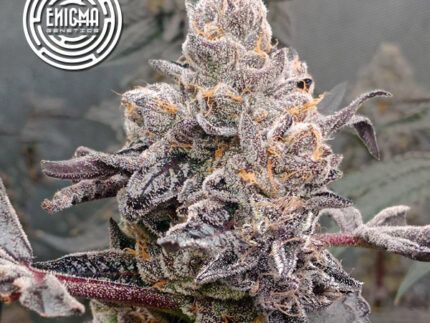 - Cruce: Original Sunset Sherbert - Tipo de semilla: Feminizada - Tendencia: Indica 80% / Sativa 20% - Floración interior: 55 - 60 días - Floración exterior: Mitad de Octubre - Contenido THC: Alto (aprox. 24%) - Producción interior: 550 gr/m2 - Aroma: Terroso, Afrutado, Inciensado