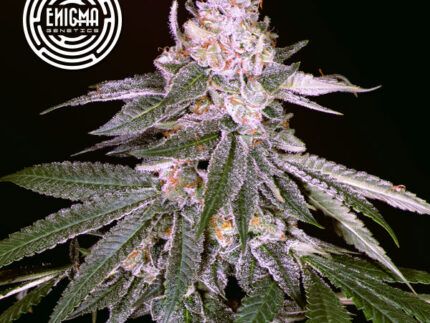 - Cruce: Sunset Sherbert x Rozay - Tipo de semilla: Feminizada - Tendencia: Indica 60% / Sativa 40% - Floración interior: 65 días - Floración exterior: Mitad de Octubre - Contenido THC: Alto (aprox. 24%) - Producción interior: 500 gr/m2 - Aroma: Frutos Rojos