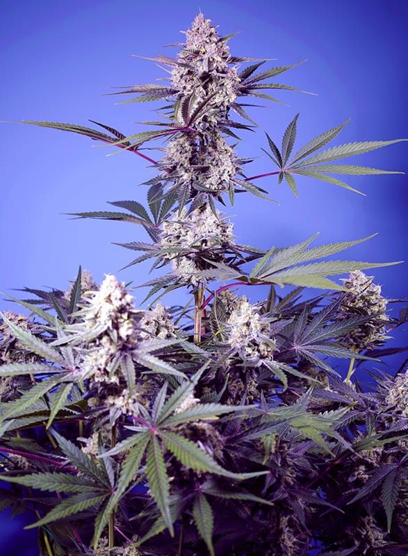 mental-rainbow-f1-fast-version-1.sweetseeds-extremadura
