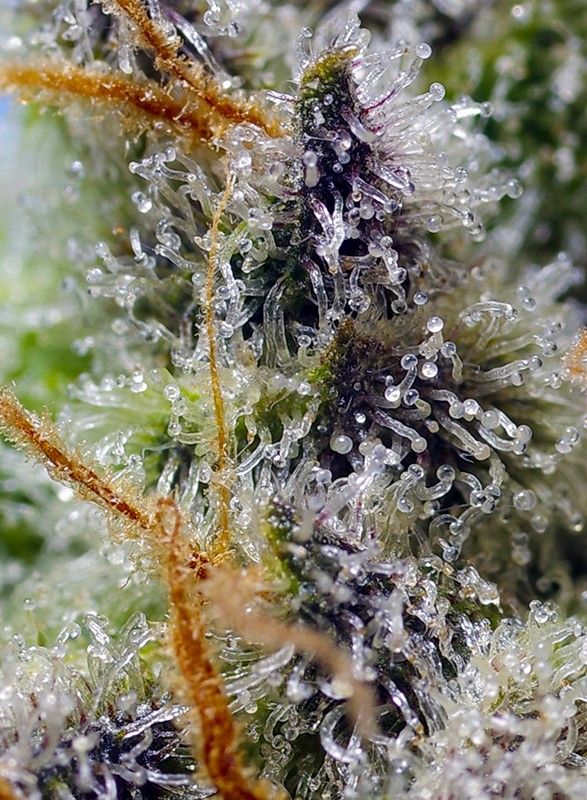 mental-rainbow-f1-fast-version-2-sweetseeds-extremadura