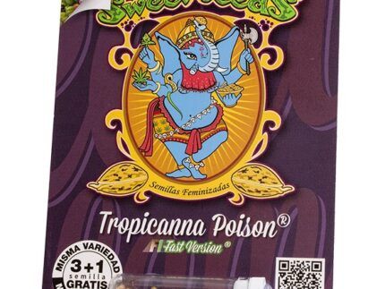 Versión fotodependiente, feminizada, de flor roja y floración ultrarrápida, de una de las variedades “Super Strong” de la familia Cookies más famosa de los EE. UU., la Tropicanna Cookies (Girl Scout Cookies x Tangie).