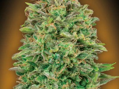 00-Skunk