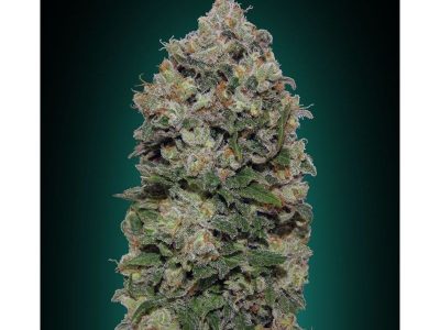 Northern Lights Fem.