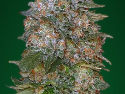 Critical soma, Semilla Feminizada Sativa