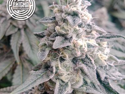 LA Wedding Pop - Enigma Genetics Las semillas de marihuana feminizadas L.A Wedding Pop nacen del cruce de Sunset Sherbert y L.A Wedding Pop, dando como resultado una variedad 70% indica, productiva y ultrarresinosa. Con hasta un 25% de THC, flores densas cubiertas de tricomas y un perfil de terpenos afrutado con matices gaseosos, esta genética es ideal para cultivadores que buscan potencia, resistencia y un sabor excepcional. ✔️ Producción abundante de resina, perfecta para extracciones ✔️ Perfil terpénico exquisito: uva, limón, frutos rojos maduros y gas ✔️ Planta compacta pero productiva, hasta 600 g/m² ✔️ Gran resistencia a plagas y patógenos
