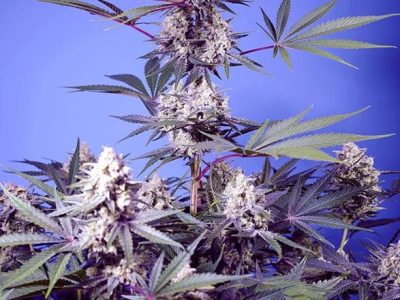 mental-rainbow-f1-fast-version-1.sweetseeds-extremadura