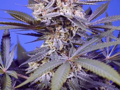 pineapple-slush-xl-auto-1-sweetseeds-extremadura