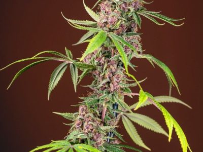 red-mandarine-f1-fast-version-1-sweetseeds-extremadura