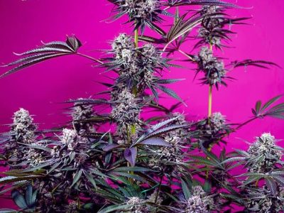 studio-54-stardust-auto-1-sweetseeds-extremadura