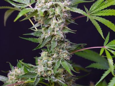 sweet-amnesia-haze-xl-auto-2-EXTREMADURA