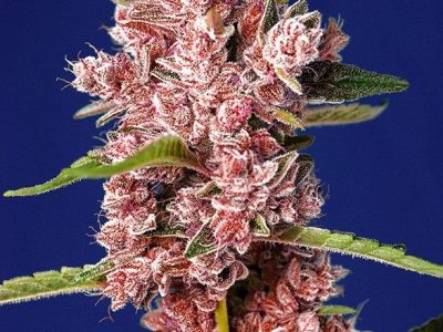 tropicanna-poison-f1-fast-version-1-sweetseeds-extremadura